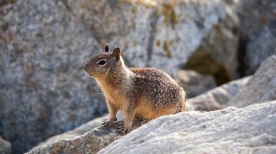 Close-Up of Squirrel on Rock – Free Download