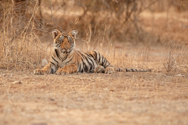 Amazing Bengal Tiger in Nature – Free Stock Photo for Download