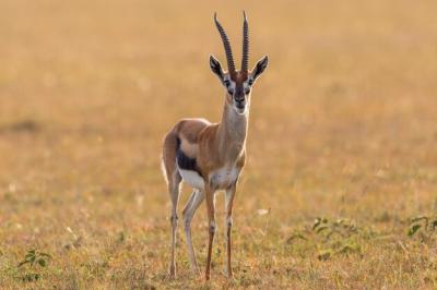 Thomsons Gazelle on the Savannah – Free Stock Photo, Download for Free