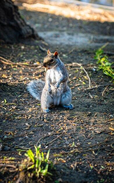 Cute Squirrel Standing on Hind Legs in Nature – Free Stock Photo, Download for Free