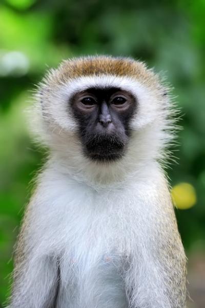 Close-Up of Vervet Monkey in Kenya National Park – Free Stock Photo, Download for Free