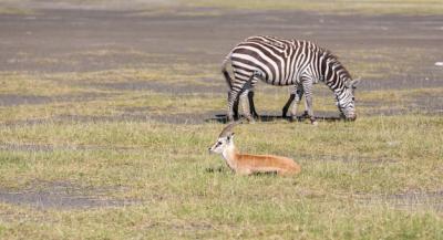 Antelope and Zebra on Grass – Free Stock Photo, Download for Free