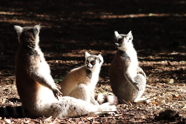 Group of Lemurs Sitting on Muddy Ground in the Forest – Free Stock Photo, Download Free