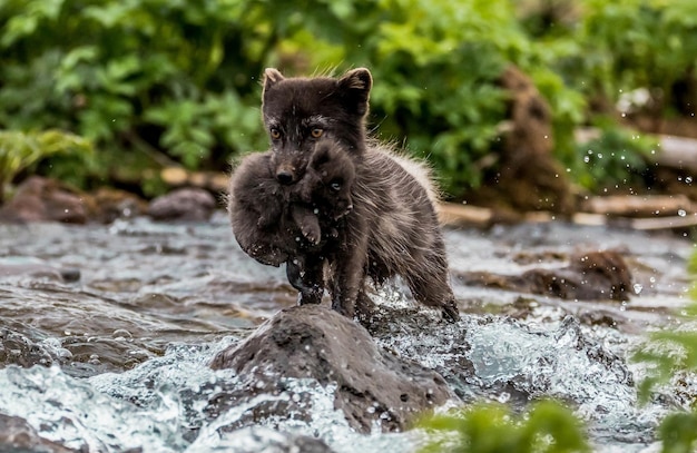 The Fox Carries Its Cub Across the River – Free Stock Photo Download