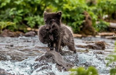 The Fox Carries Its Cub Across the River – Free Stock Photo Download