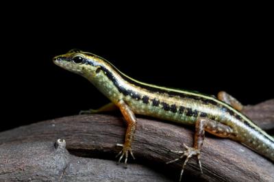 Beautiful Gold Striped Tree Skink Lizard on Branch with Black Background – Free Download