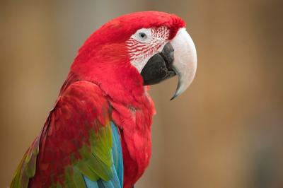 Close-up of an Ara Bird – Free Stock Photo for Download