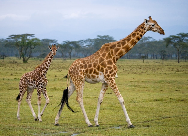 Female Giraffe and Baby in the Savannah – Free Stock Photo, Download for Free