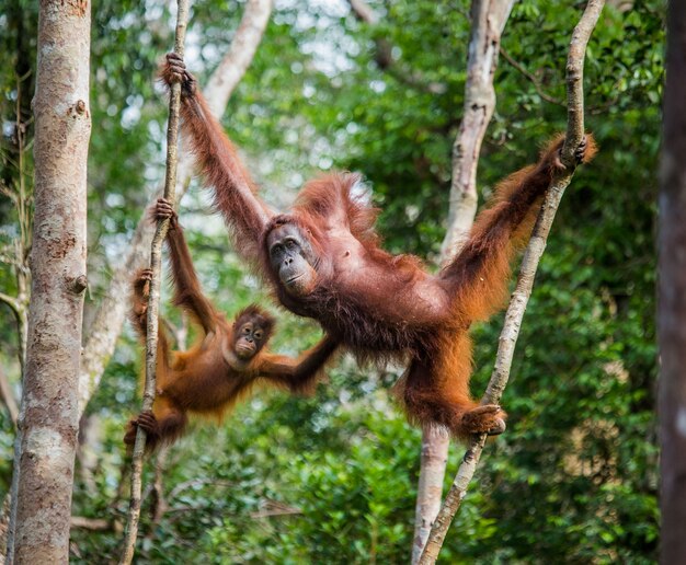 Orangutan Mother and Baby in Kalimantan Tree – Free Stock Photo, Download Free