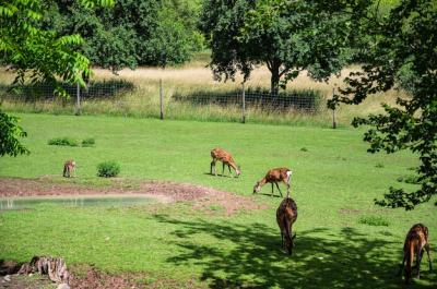 Deers on Green Grass at the Zoo on a Sunny Day – Free Stock Photo for Download