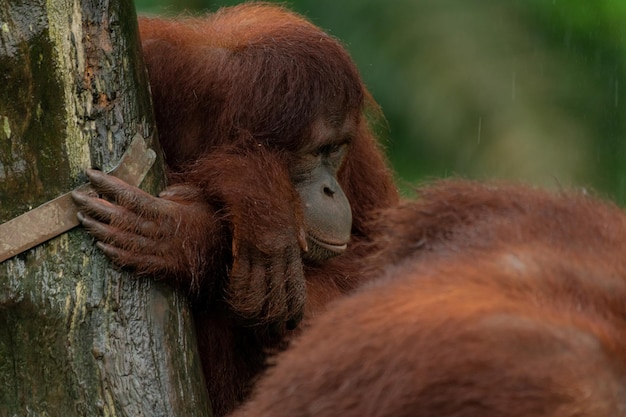 Shy Orangutan Laying on the Grass – Free Stock Photo for Download