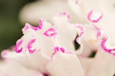 Beautiful White Fresh Petals – Download Free Stock Photo