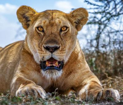 Stunning Portrait of a Lion – Free Download