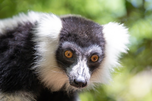 Curious Black and White Vari Lemur – Free to Download