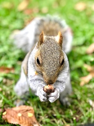 Close-up of Squirrel on Rock – Free Stock Photo for Download