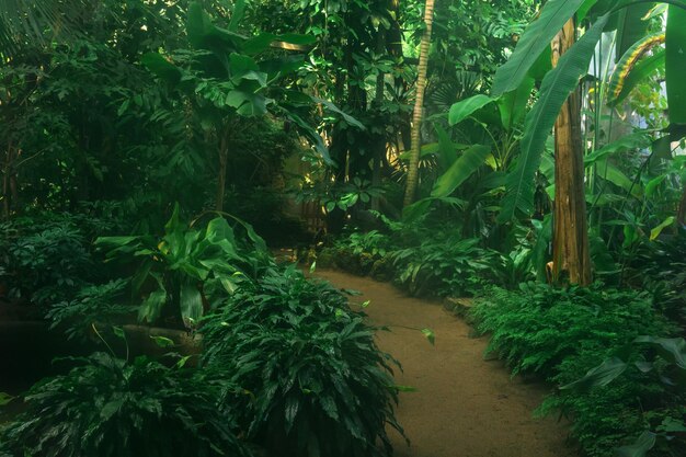 Interior of a Large Greenhouse with Tropical Plants – Free Download