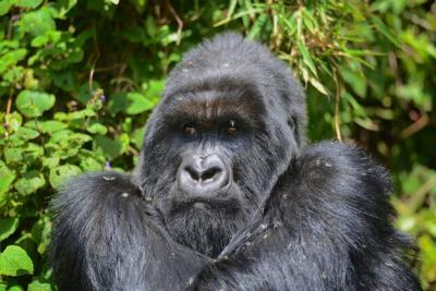 Exploring the Majestic Silverback Mountain Gorilla – Free Stock Photos for Download