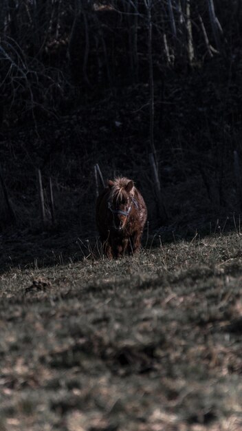 Portrait of a Horse in the Forest – Free Stock Photo, Download for Free