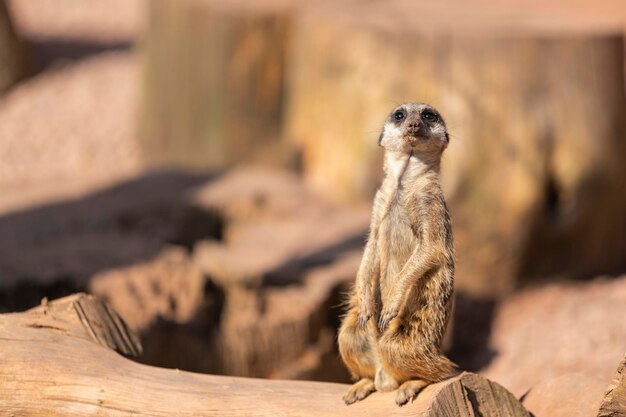 Meerkat on a Rock – Free Stock Photo Download