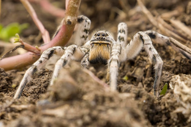 Gray Tarantula Spider Selective Focus – Free Download