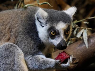 A Close-Up Portrait of a Ring-Tailed Lemur Eating Fruit – Free Stock Photo for Download