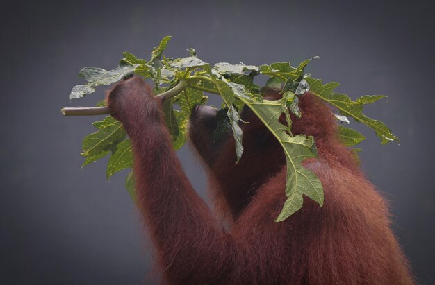 Monkey Holding Leaf – Free Stock Photo for Download