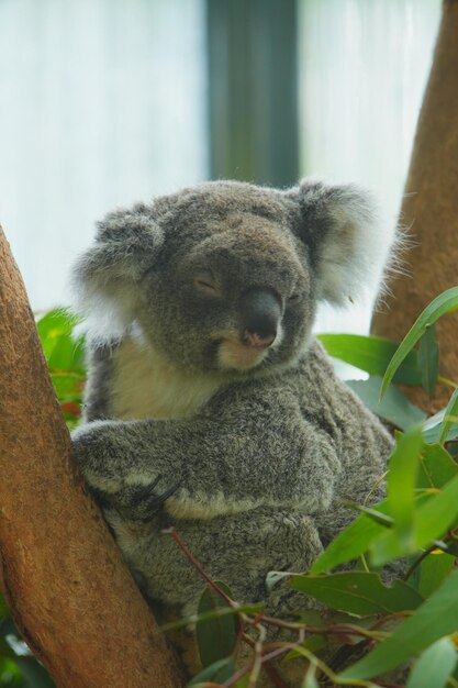 Cute Koala Photo – Free Download