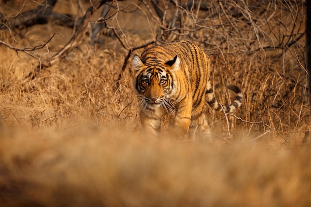 Tiger in Nature: Male Panthera Tigris in a Wild Rajasthan Habitat – Free Download