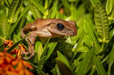 Brown Frog on Green Leaves: Free to Download Stock Photo