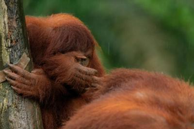 Female Orangutan Covering Her Face: Free Stock Photo for Download