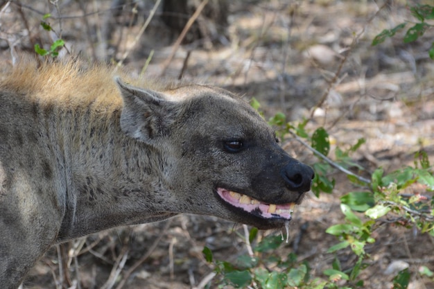 High Angle View of a Hyena on a Field – Free Stock Photo for Download