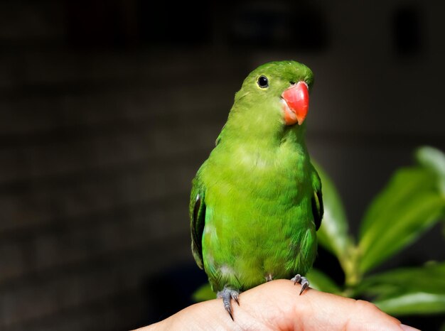 Close-Up of Parrot Perching on Hand – Free Stock Photo for Download