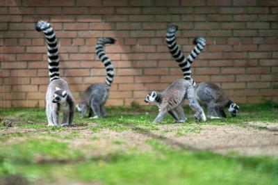 Ringtailed Lemurs Against a Brick Wall – Free Stock Photo – Download for Free