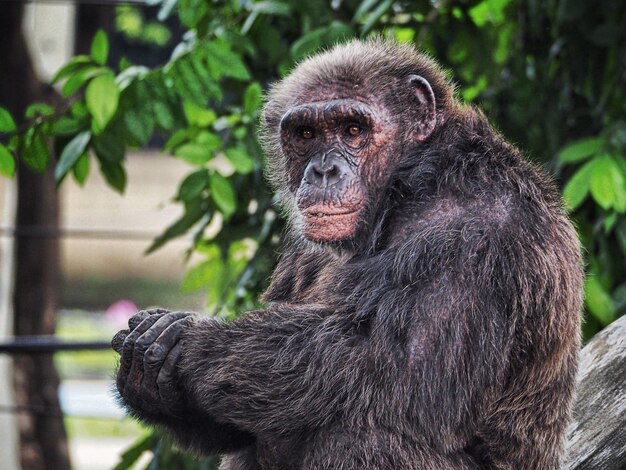 Close-up Portrait of a Gorilla – Free Download