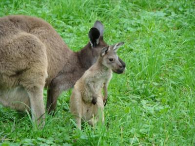 Kangaroo with Joey on Field at Zoo – Free Stock Photo Download