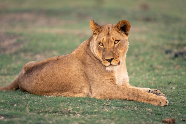 Lioness Looking Away – Free Stock Photo, Download for Free