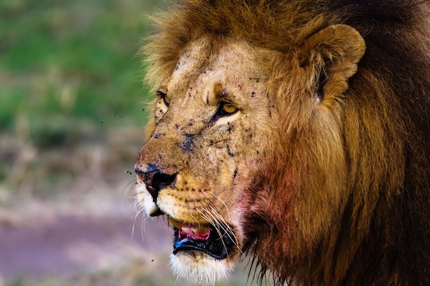 Attentive Look of a Lion in Masai Mara, Kenya – Free Download