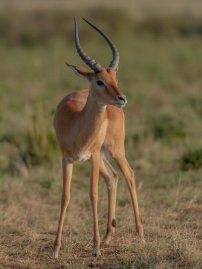 A Gazelle in the Field – Free Stock Photo to Download