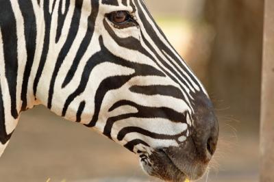 Damara Zebra Portrait in Nature – Free Stock Photo, Download Free