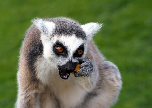 Close-up of a Lemur Sitting on Grass – Free to Download Stock Photo