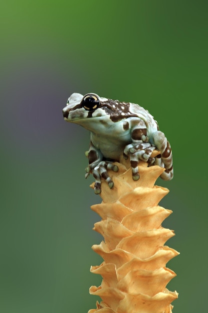 Tiny Amazon Milk Frog Closeup on Branch – Free Stock Photo for Download