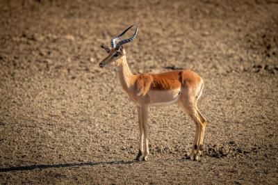 Female Common Impala in Rocky Pan – Free Stock Photo, Download for Free