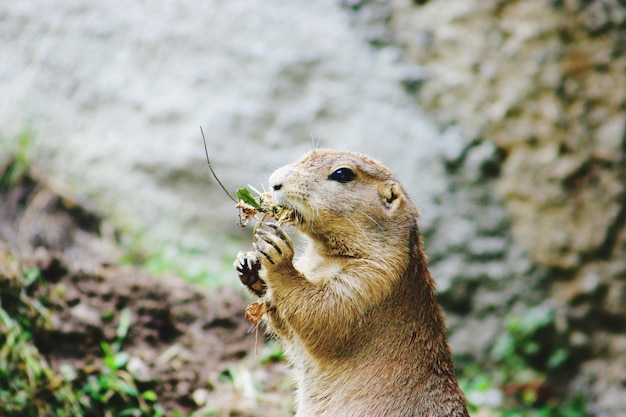 Close-up of Squirrel on Rock – Free to Download