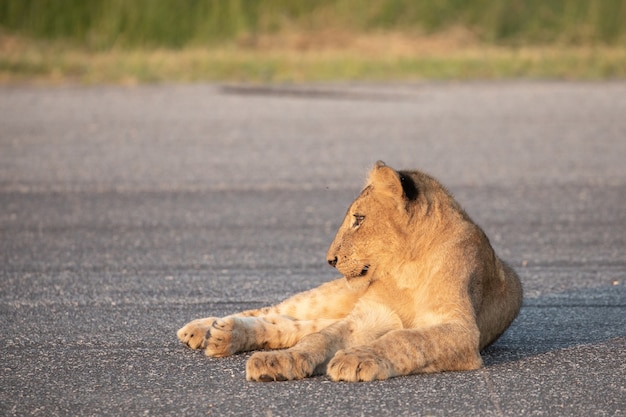 Closeup Shot of a Lion Sitting on Asphalt – Free Stock Photo for Download