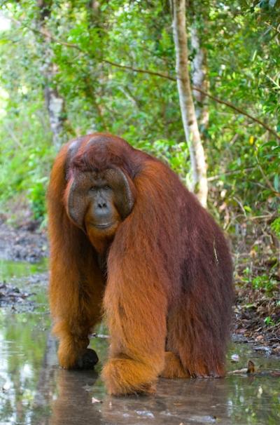 Big Dominant Male in the Jungle of Kalimantan, Indonesia – Free Stock Photo, Download Free