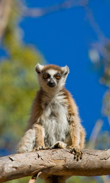 Ring-tailed Lemur Sitting on a Tree – Free Stock Photo, Download for Free