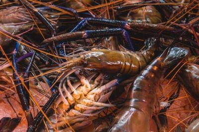 Fresh Prawns – Free Stock Photo for Download