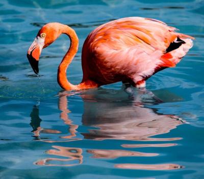 Duck Swimming in Serene Lake – Free Stock Photo for Download