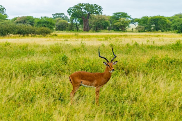 Herd of Impalas in Serengeti National Park, Arusha, Tanzania – Free Stock Photo Download