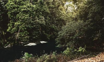 Water Stream in the Tropical Jungle – Free Stock Photo for Download